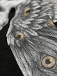 تیشرت Angel