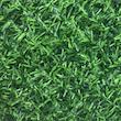 دیوارپوش مدل فنس چمنی سایز 1×10 متر