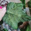 ریسه گل مصنوعی پاپیتال (پاکلاغی) خطی پارچه‌ای 220 سانتی‌متر با 36 برگ، مجموعه 2 عددی