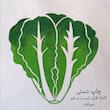 کیسه سبزی مدل کاهو
