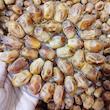 خرما خشک ممتاز زاهدی - 250 گرم