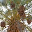 خرمای شاهانی نخلین - ۱۰۰۰ گرم
