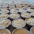 کره بادام زمینی رژیمی کرانچی اسپراس - 500 گرم بسته 2 عددی