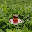 چای شمال ساقه قهوه خانه ای – 3000 گرم