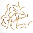 غذای تشویقی پرندگان مای پتز مدل Mealworm وزن 70 گرم