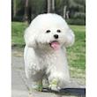 باند کشی کد AVO-5 بسته دو عددی