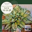   کود NPK 12-12-36 آگنس مدل Ag121236 وزن 100گرم