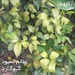 کود گوگرد و تابل گیلدا مدل Sur وزن 25 گرم