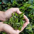 چای سبز نیم قلم چین چی - 50 گرم