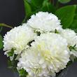 گل مصنوعی بوته داوودی 6 گل، جنس پارچه، ابعاد 20×20×35 سانتی‌متر، وزن 70 گرم