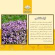 عسل آویشن فروردین - 650 گرم