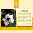 عسل سیاهدانه فروردین - 650 گرم