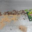  سوسک کش و مورچه کش گرین لایف مدل P5