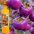 سرکه خرمالو سنتی سرکه سرا  - 500 میلی لیتر بسته 4 عددی