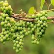 آبغوره سنتی ممتاز قصر گلشهد - 1 لیتر
