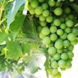 آبغوره سنتی ممتاز قصر گلشهد - 1 لیتر