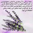 کیسه تسکین درد هیاهو مدل آروماتراپی اسانس اسطوخودوس کد Wheat-28x12 