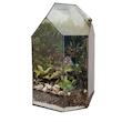 گیاه طبیعی تراریوم مدل 012
