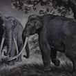مجله Oil Painting in Public Ownership ژانويه 2020