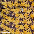 ملحفه آدنو مدل Autumn کد CH136 دونفره سایز 160x200 سانتی متر