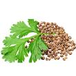 تخم گشنیز دستچین کالا - 500 گرم