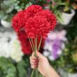 دسته گل مصنوعی مدل گل داوودی nyssa بسته 7 عددی
