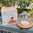 ظرف سرو پنیر پایه چوبی با درپوش شیشه‌ای شفاف، ابعاد 17.5×17.5×16، وزن 500 گرم، مناسب شستشو با دست، فرم دایره‌ای