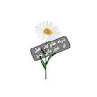 گیفت مدل شمع مارگاریت طرح کارتی بسته ۱۲ عددی