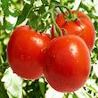 بذر گوجه فرنگی قرمز بوته ای رویال وانیا سید مدل G40