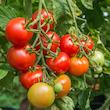 بذر گوجه فرنگی قرمز بوته ای رویال وانیا سید مدل G40