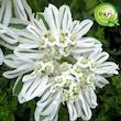 بذر گل چینی گیلدا کد 959