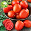 بذر گوجه کشیده وای گیلدا کد 554