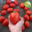 بذر گوجه کشیده وای گیلدا کد 554