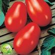 بذر گوجه کشیده وای گیلدا کد 554