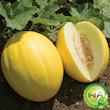بذر خربزه کاناری گیلدا کد 753
