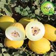 بذر خربزه کاناری گیلدا کد 753