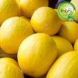 بذر خربزه کاناری گیلدا کد 753