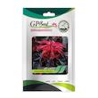 بذر گل آمارانتوس نخلی گلبرگ پامچال کد GPF-276