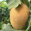 بذر خربزه آناناسی گیلدا کد 752