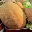 بذر خربزه آناناسی گیلدا کد 752
