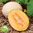 بذر خربزه آناناسی گیلدا کد 752