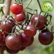بذر گوجه چری شکلاتی گیلدا کد 579