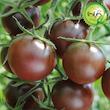 بذر گوجه چری شکلاتی گیلدا کد 579