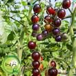 بذر گوجه نخودی مشکی گیلدا کد 583