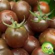 بذر گوجه نخودی مشکی گیلدا کد 583