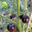 بذر گوجه نخودی مشکی گیلدا کد 583