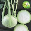 بذر کلم قمری گیلدا کد 310