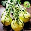بذر کلم قمری گیلدا کد 310