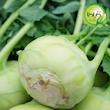 بذر کلم قمری گیلدا کد 310