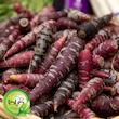 بذر هویج بنفش گیلدا کد 470